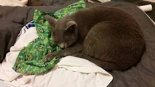 飼い主のパンツの上で寝る灰色猫