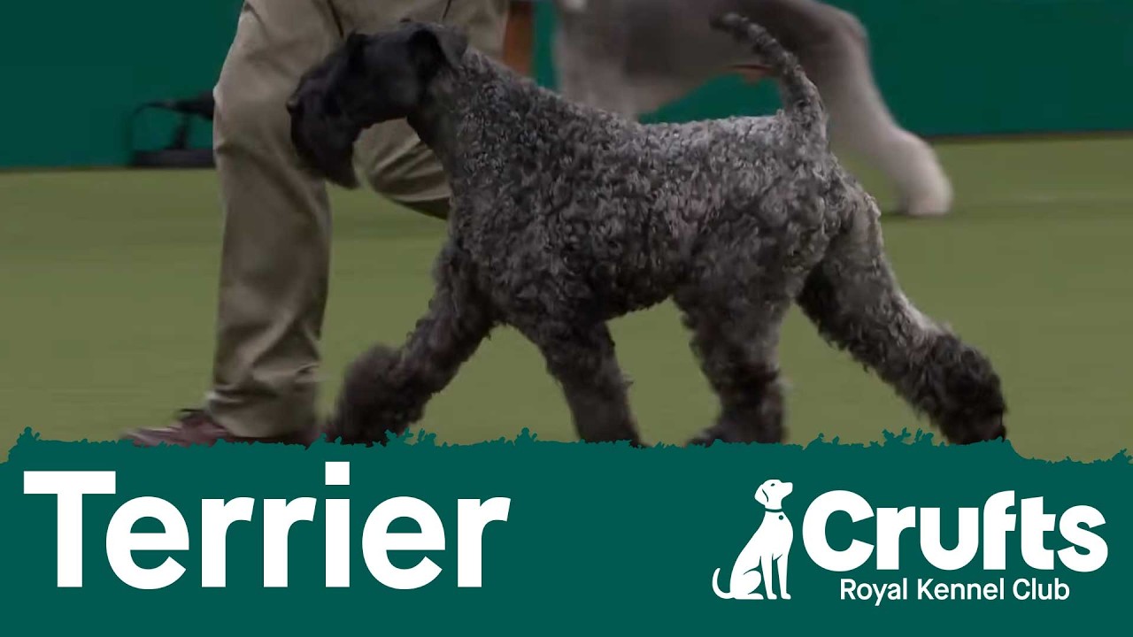 Group Judging (Terrier) and Presentation | Crufts 2026