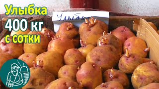 Улыбка В Жарком Климате От Посадки До Урожая 🥔 Выращивание Картофеля 🌿 Опыт Гордеевых