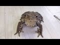 ごはんがほしいだけなのに飼い主のお喋りに付き合わされるカエル