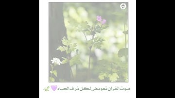 (وَنُنَزِّلُ مِنَ ٱلۡقُرۡءَانِ مَا هُوَ شِفَاۤءࣱ وَرَحۡمَةࣱ) تلاوة تريح القلب 🌸 حالات واتس اب قران