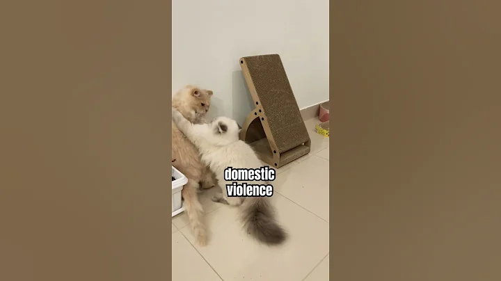 Watch the video about He will be needing a lawyer 🤣🤣🤣 #lawandorder #cats #animals #luffy