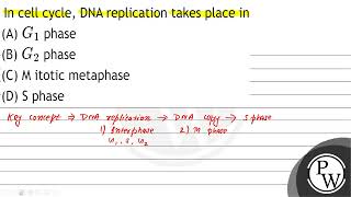 In Cell Cycle, Dna Replication Takes Place In A G1 Phase B G2 Phase C M ...