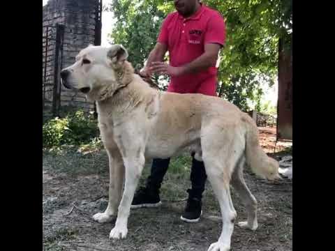 ( storm ) Khorasani dog - YouTube