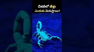 Why Do Scorpions Glow In The Dark scorpion insects wildlife science nature