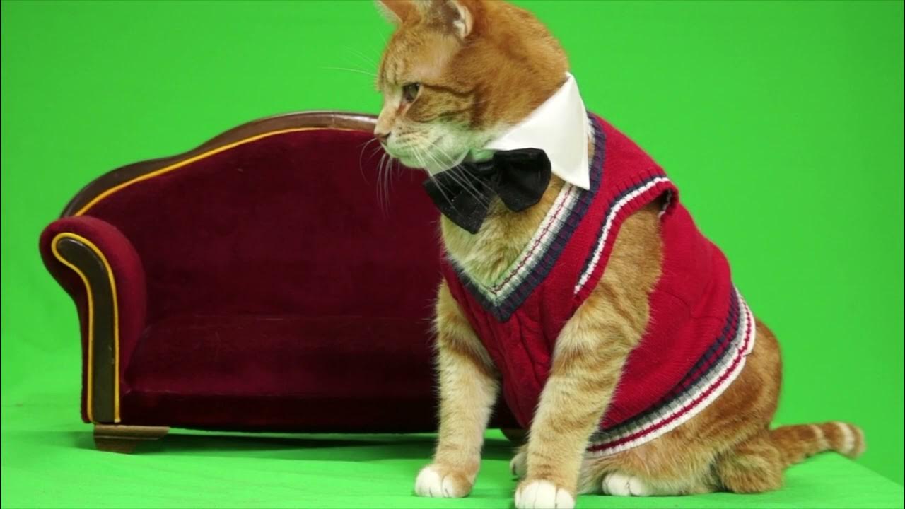 Keyboard Cat Bento's Talent Behind the Scenes YouTube