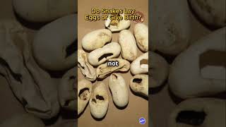 Celebrity Do Snakes Lay Eggs or Give Birth? #shorts #snake Profile