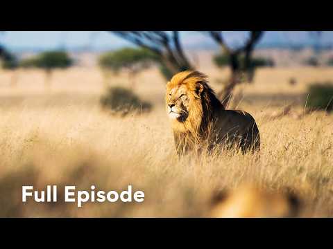Inside Africa's Deadliest Ecosystem | Wildlife Icons 105
