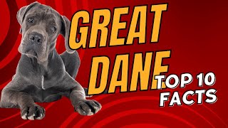 Great Dane Top 10 Facts - Dogs 101