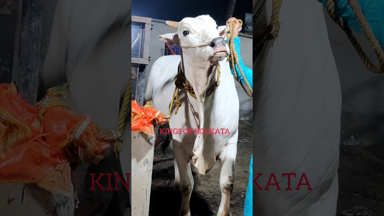 BIGGEST ONGOLE OX OF 2024 🔥 KHILADI FROM NAZIR DAIRY FARM GOLBARI 