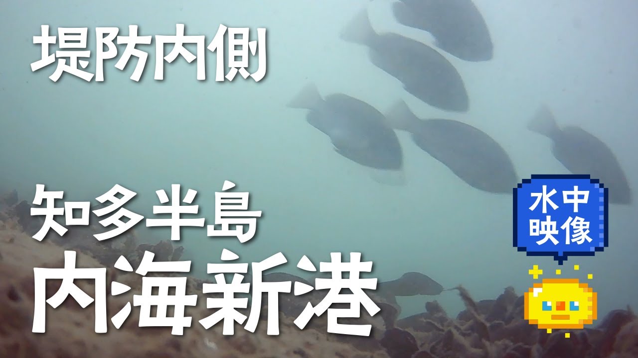 【水中映像】知多半島 内海新港　堤防内側　水中映像 / Underwater video