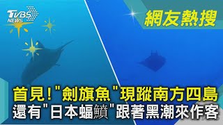 首見!「劍旗魚」現蹤南方四島還有「日本蝠鱝」跟著黑潮來 ... 