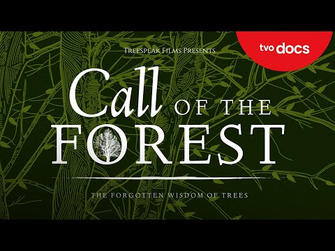 Call Of The Forest The Forgotten Wisdom Of Trees Full Film TVO Original Documentary 
