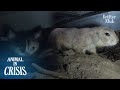 Prairie Dog's Obsessed With Home Decoration, But Unarmed Of Looming Danger | Animal in Crisis EP240