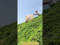 Rolling Down the Hill: Tea Farmer’s Genius Delivery Method. #satisfyingwork
