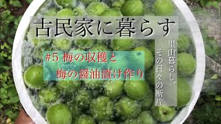 古民家に暮らす#5梅の収穫、梅の醤油漬けをつくる