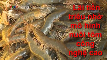 Lãi tiền triệu nhờ mô hình nuôi tôm công nghệ cao