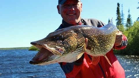 Large Pike At North Caribou Lake
