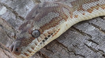 Centralian Reptiles | Animals Anonymous