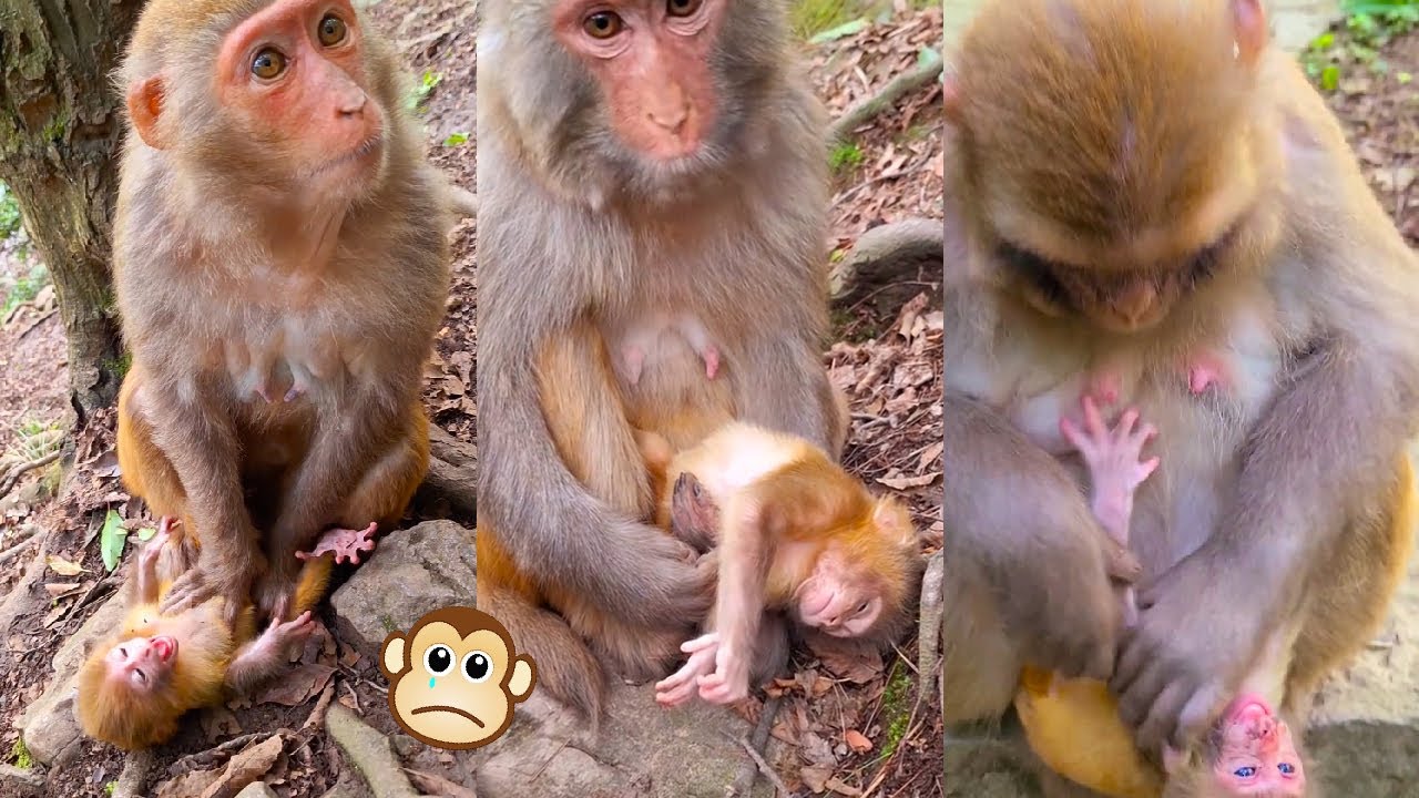 Stupid mother monkey doesn't know how to take care of her baby, the baby monkey cries loudly