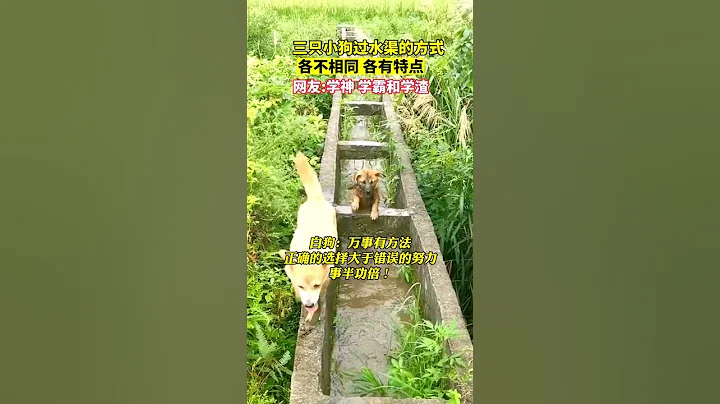 三只小狗过水渠的方式，各不相同，各有特点。网友：学神，学霸，学渣 - 天天要闻
