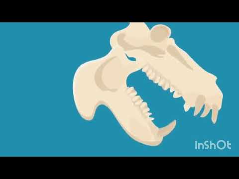 Vídeo: Diferencia Entre Dientes Herbívoros Y Carnívoros