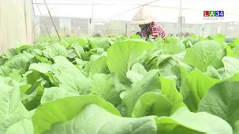 Cần Giuộc: Giá rau giảm mạnh, nông dân thua lỗ | LONG AN TV