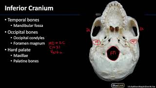MSK Lab 1 Station 3 - Inferior Posterior Cranium