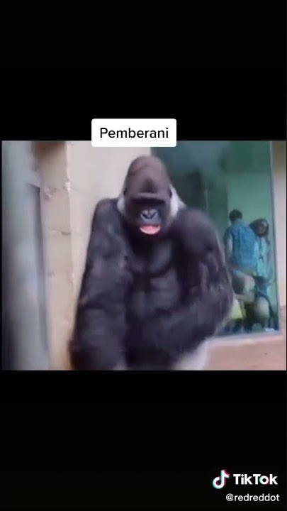 Suara asli Meme'Bacot Lu monyet gitu aja takut'|Just Fun😀👍