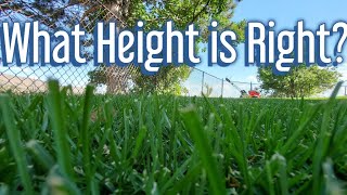 How Tall Should You Cut The Grass?