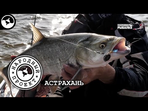 Жерех. Выбор приманок. Рыбалка в Астрахани | Народный проект
