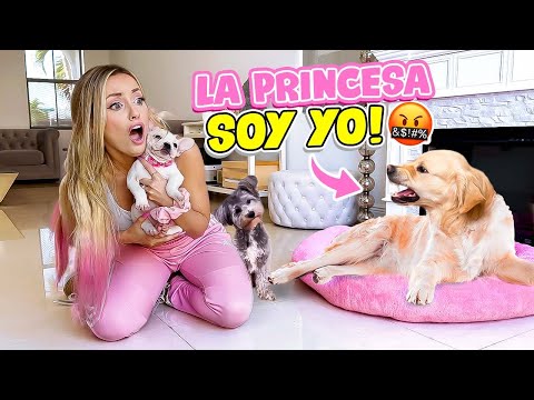 Video: 10 perros que se dieron cuenta de lo que significa Spay / Neuter