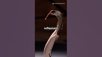 snakes can still bite you even after they