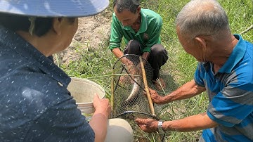Thăm Lén Lợp Cá Cha Vợ Về Làm Món Cá Lóc Nấu Canh Chua Bồn Bồn Lai Rai Cùng Ông 10.GLQ#112