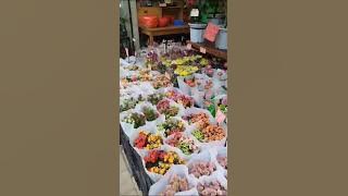 bungakuh,Bunga dahlia, # bungaku.
