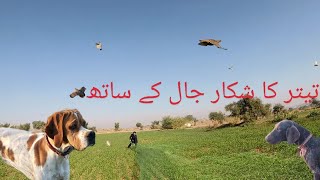 Grey partridge Hunting | تیتر کا شکار جال کے ساتھ jacky ne boht acha point Kiya #viral