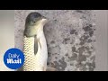 Chú cá "đầu chim" kỳ dị đang làm nổi sóng cư dân mạng này liệu có thật?