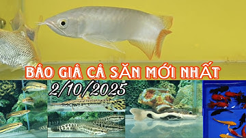 BÁO GIÁ CÁ SĂN MỒI MỚI NHẤT 2/10/2025.