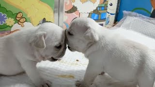 The puppies are full and then play bullfight | French Bulldog