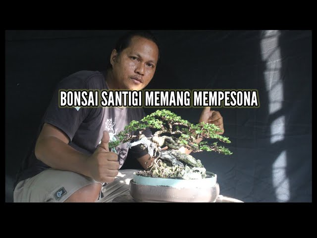 bonsai santigi memang mempesona class=