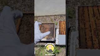How Do You Properly Expand a Langstroth #beehive News