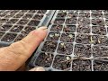 葉牡丹の種まき芽が出てからの管理について