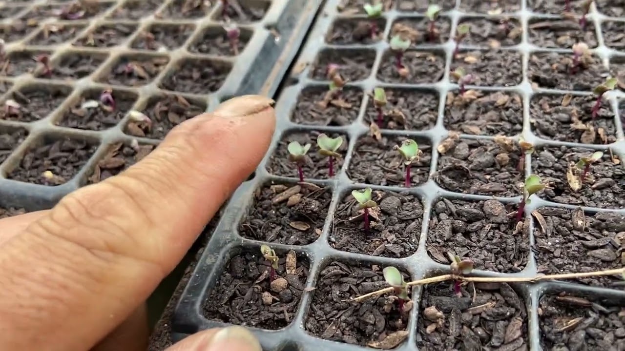 葉牡丹の種まき芽が出てからの管理について - YouTube