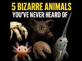 5 Bizarre Animals You’ve NeverHeard Of#BizarreAnimals #WildSecrets #AmazingAnimals #Axolotl #Narwhal