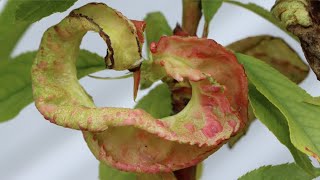 How to Treat Peach Leaf Curl 😬🌿🍑// Garden Answer