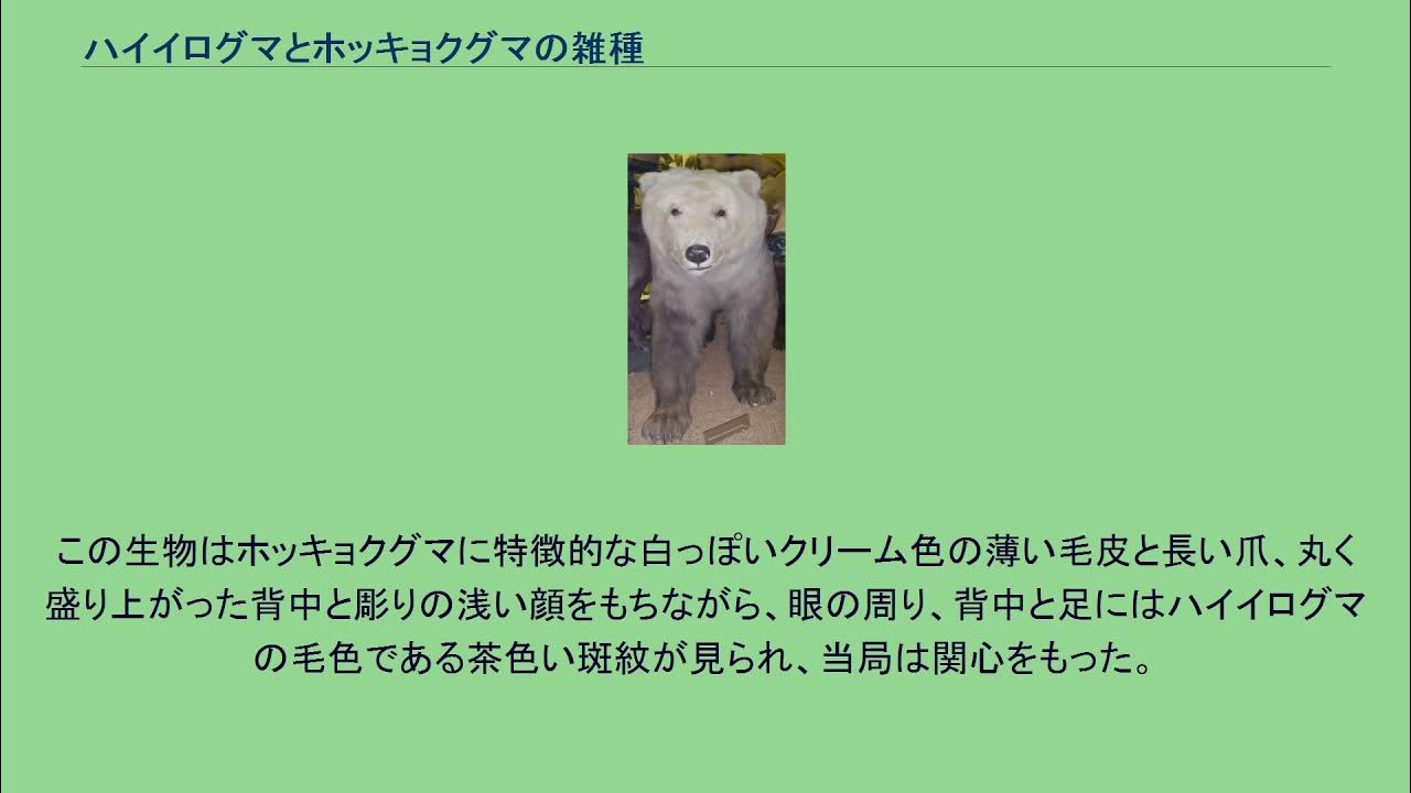 ハイイログマとホッキョクグマの雑種 YouTube