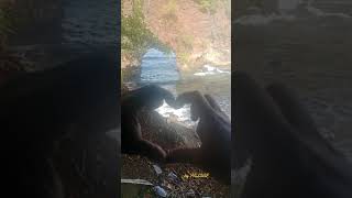 Satu Cinta Di Ujung Waktu 