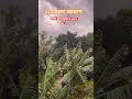 মেঘলা আকাশ