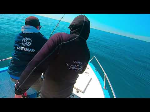 Tuna fishing on the hunt!!! Incredible adrenaline rush