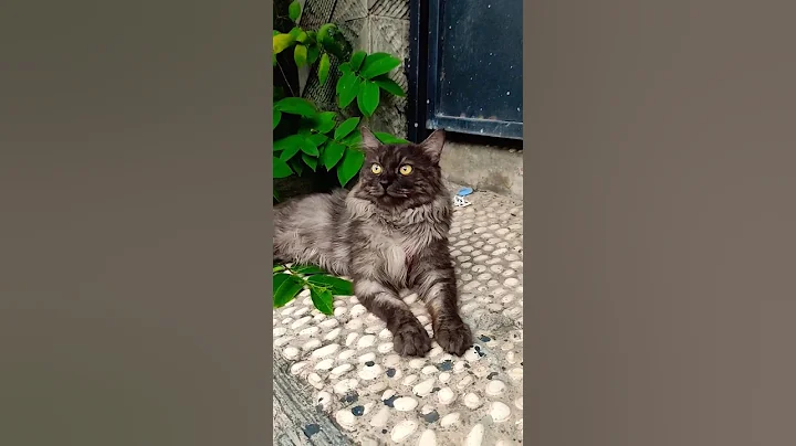 Watch the video about Persian mix mainecoon #kucingsantuy #kucingseram